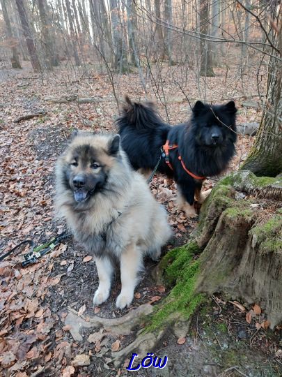 29.1.2024 - Dwix und Howard kontrollieren die Baumquellen